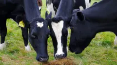 ከብቲ 