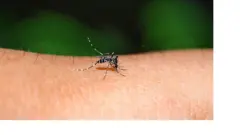 Коркунучтуу вирустарды алып жүргөн Aedes түрүндөгү чиркейлер климаттык өзгөрүүнүн айынан жаңы региондорго көчүүдө.