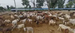 गौशालाका गाईहरू