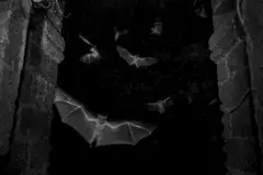 Morcegos-da-fruta no escuro voando