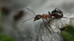 ጉንዳን