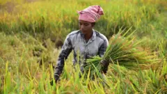 வேளாண்மை, விவசாயம், விவசாயி, அரிசி, நெல், விதை, பயிர், மரபணு மாற்றப்பட்ட விதை