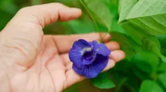 ਬਟਰਫਲਾਈ ਪੀਅ