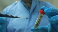 Wolbachia