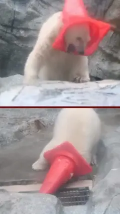 Mladunče polarnog medveda