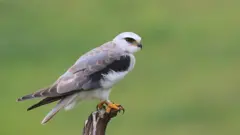 ખેડૂતોના મિત્રો એવાં આ પાંચ શિકારી પક્ષીઓની વસ્તી કેમ ઘટી રહી છે?