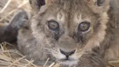 Кыргызда Асан Кайгы деген өткөн экен. Ал ысык-суукта бакадан баштап жыланга, тоодогу кайберенге чейин боору ооруп, "байкуштар кантти экен" деп жашаган делет...