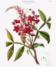 Desenho botânico da planta cinchona