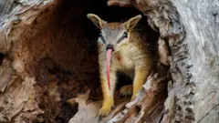numbat 
