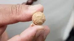 બોધિચિત્ત વૃક્ષ, નેપાળ