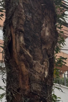 Ferimento em árvore urbana