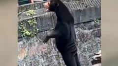 Urso de pelagem preta de pé