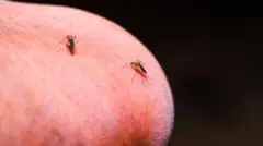 Ẹfọn meji lati ilẹ Africa ree ti wọn ba le ẹnikan