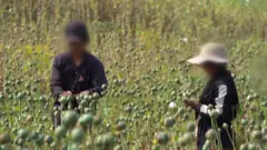 미얀마 아편 재배지 농부들