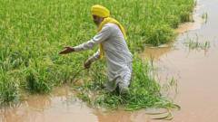 ਪੰਜਾਬ 'ਚ ਫਸਲ ਬੀਮਾ ਸਕੀਮ ਲਾਗੂ ਕਿਉਂ ਨਹੀਂ ਹੋਈ, ਹੁਣ ਸਰਕਾਰ ਹੜ੍ਹ ਪੀੜਤ ਕਿਸਾਨਾਂ ਨੂੰ ਮੁਆਵਜ਼ਾ ਕਿਵੇਂ ਦੇਵੇਗੀ
