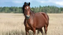 ઘોડા સાથે સેક્સ મામલે કેસ નોંધાયો, બીબીસી ગુજરાતી