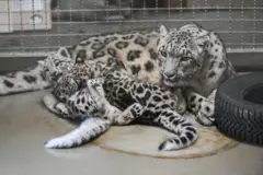 د واورو پړانګان