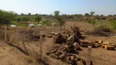 ગુજરાતમાં જંગલો કપાઈ રહ્યા છે