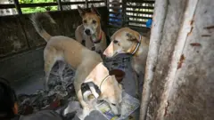 સુપ્રીમ કોર્ટનો ચુકાદો, રખડતાં ઢોર અને શ્વાન કૂતરાં અંગે નિર્દેશ, ડૉગ શેલ્ટર હોમ, શ્વાનોને આશરો અને ખવડાવવું બીબીસી ગુજરાતી, 