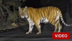 குட்டிகள் சாலையைக் கடக்க உதவிய தாய்ப் புலி