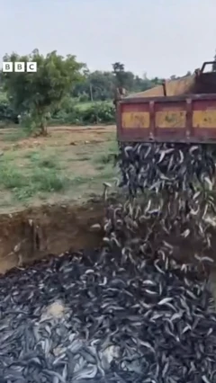 மீன்கள் கொட்டப்படும்  காட்சி 