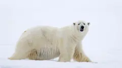 Белый медведь охотится на снежной равнине вдоль побережья Шпицбергена, Норвегия.