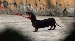 Three-month-old Sugar, a playful Dachsund, pulls at the leash at not being allowed to enter the old dog park greens of a children's playground at Carter Road