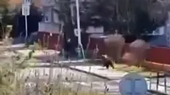 स्लोभाकियाको सडकमा भालु