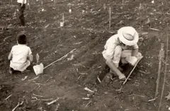 Pessoas abaixadas em uma lavoura