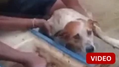 வெள்ளத்தில் தத்தளித்த நாய் - படகில் மீட்ட நபர்கள்