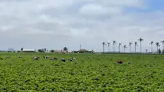 Plantação com trabalhadores a fundo