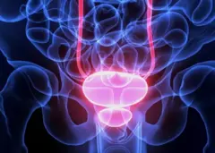 Représentation d'un appareil génital.