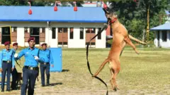 नेपाल प्रहरीले विभिन्न चाडपर्वमा कुकुरहरूलाई कलात्मक प्रदर्शनी दिन लगाउँछ