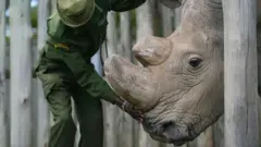 badak, punah, lingkungan, pelestarian