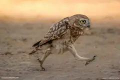 ጉንጓ