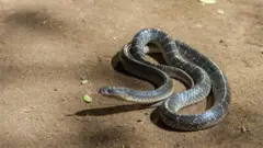 কালকেউটে