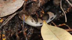 ලංකා දියබරියා (ලංකාවට ආවේණික) කැඩුන වලිගයේ අයිතිකරු