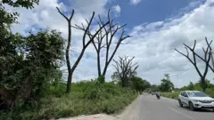 ઉના, વેરાવળ, દીવ, રાવણતાડ, ગુજરાતની વનસંપદા, બીબીસી ગુજરાતી, જૂનાગઢ, કુદરત, પ્રકૃતિ, રાવણતાડ, ખેતી