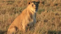አንበሳ
