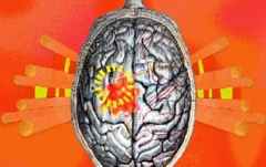 د انسان پر مغز د تودوخې اغېز