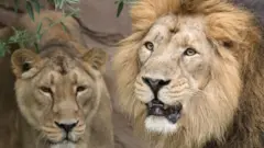 સિંહ