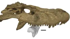 Imagen de un cráneo escaneado de un depredador cocodriliano superpuesto sobre las perforaciones correspondientes a la imagen en 3D del fósil del ave del terror