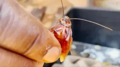 তেলাপোকা