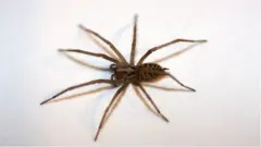 సాలెపురుగులు