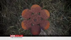 ဆွီဒင်ရဲ့ ကိုရိုနာ သံမဏိပန်း