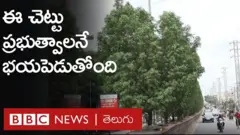 నర్సరీలు పెట్టి పెంచిన ఈ మొక్క ఇప్పుడు ప్రభుత్వాలను ఎందుకు భయపెడుతోంది?