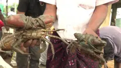 పీతలు