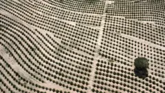 Vista aérea de plantação de laranjas na fazenda Cambuhy, em Matão (SP)