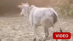 கன்றைக் கொன்ற புலி, வனத்துறைக்கு வழிகாட்டிய பசு