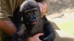 Prokrijumčarena beba gorila na korak do kuće